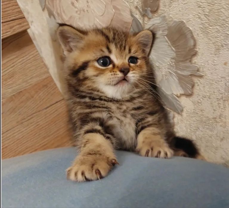 Ищут новый дом очаровательные котята.