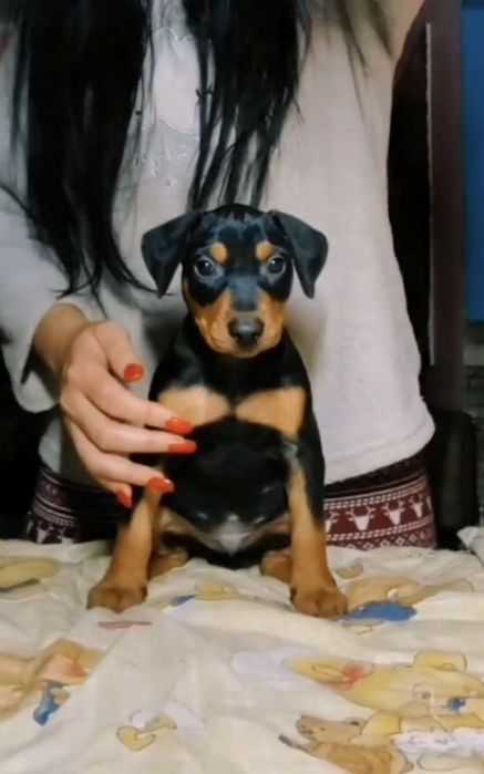 Немецкие пинчеры