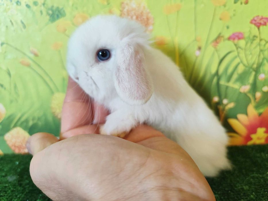 PIEĘKNY Biały Mini Lop niebieskooki ,baranek,   Karzełek Mini Rex - króliczki miniaturki z renomowanej hodowli