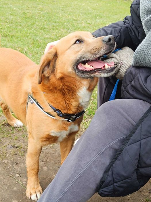 Czarek szuka domu na zawsze…