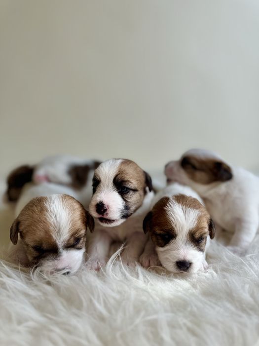 Jack Russell Terrier- biało-brązowa Sunia ZkwP FCI
