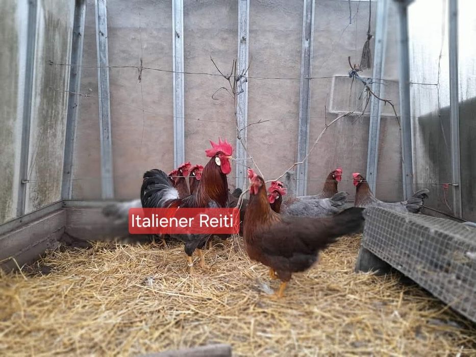 Інкубаційне яйце курей італійська несучка