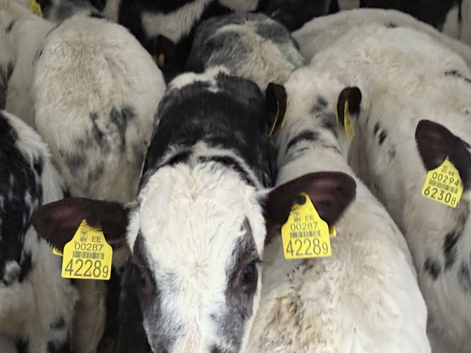 Cielaki odsadki byczki jałóweczki