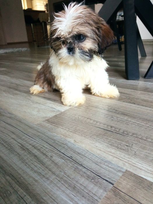 Shih-tzu mini suczka