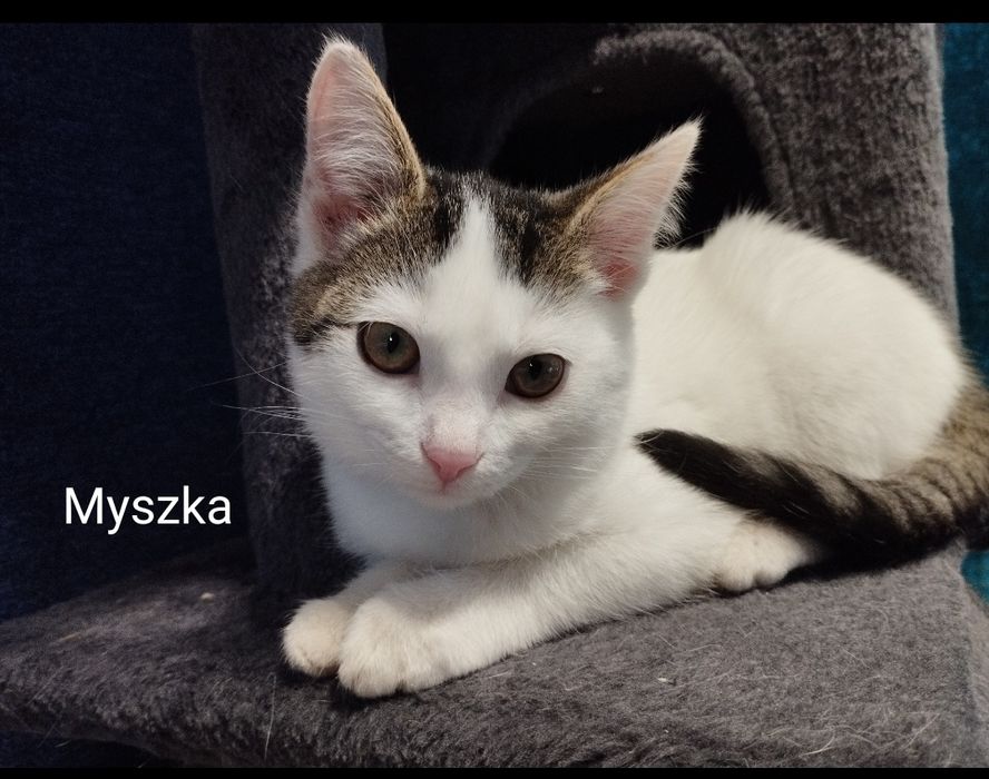 Paromiesięczne kociaki czekają na domy