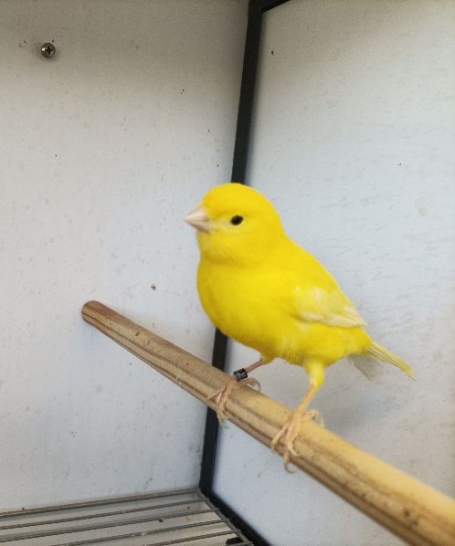 Canários Amarelos Intensos e Nevados