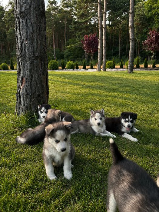 Szczeniak siberian husky piesek