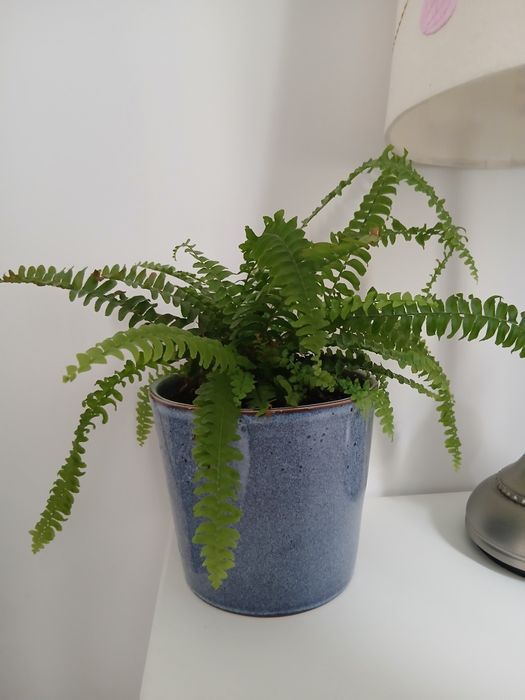 Paprotka mała 24cm