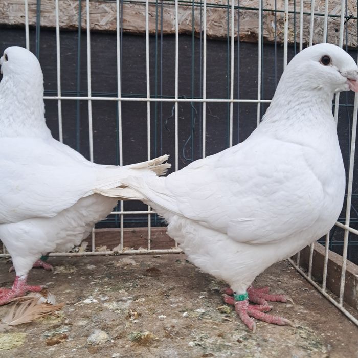 Gigant giganty możliwy transport