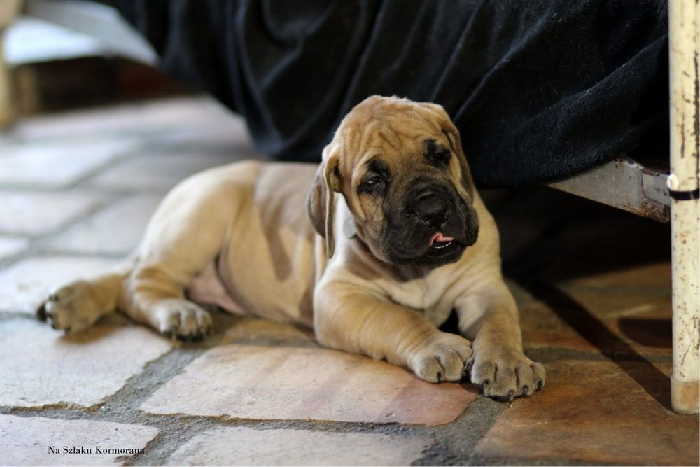 Piękny żółty szczeniaczek rasy Dog Niemiecki Rodowód FCI