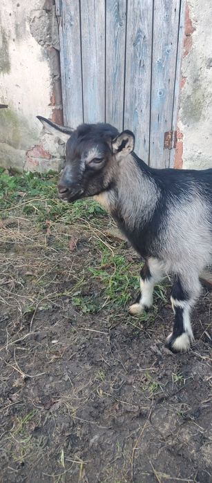 Козенята продам