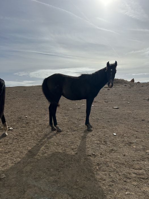 Poldros cruzados de lusitano