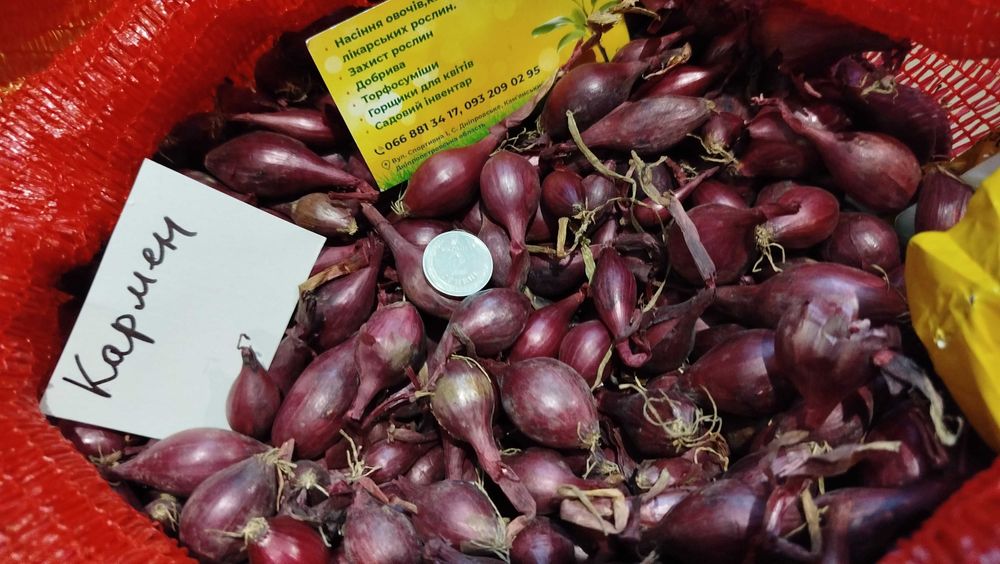 Радар Стурон Геркулес Штуттгартен  Посадков цибуля сівок Озима насіння