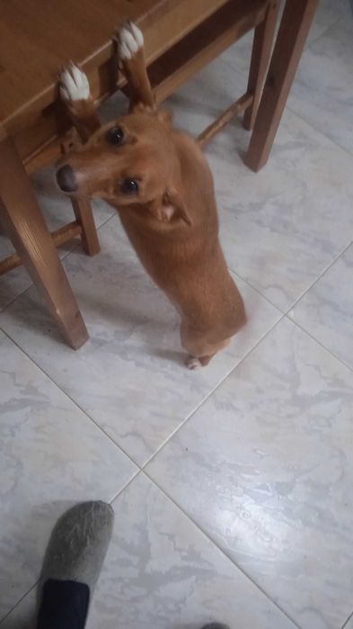 dou cadela muito meiga e ativa