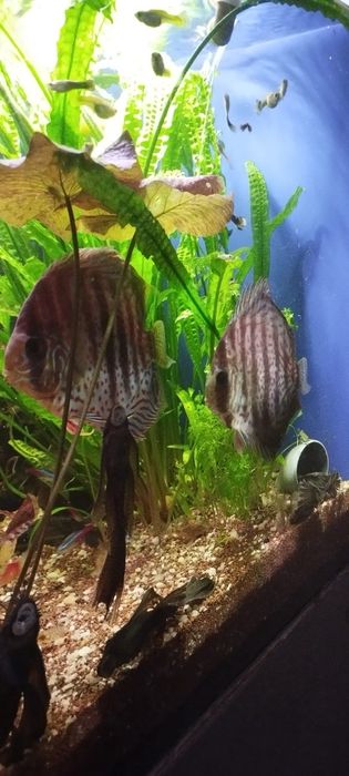 Ryby paletki cena dotyczy 2sztuk