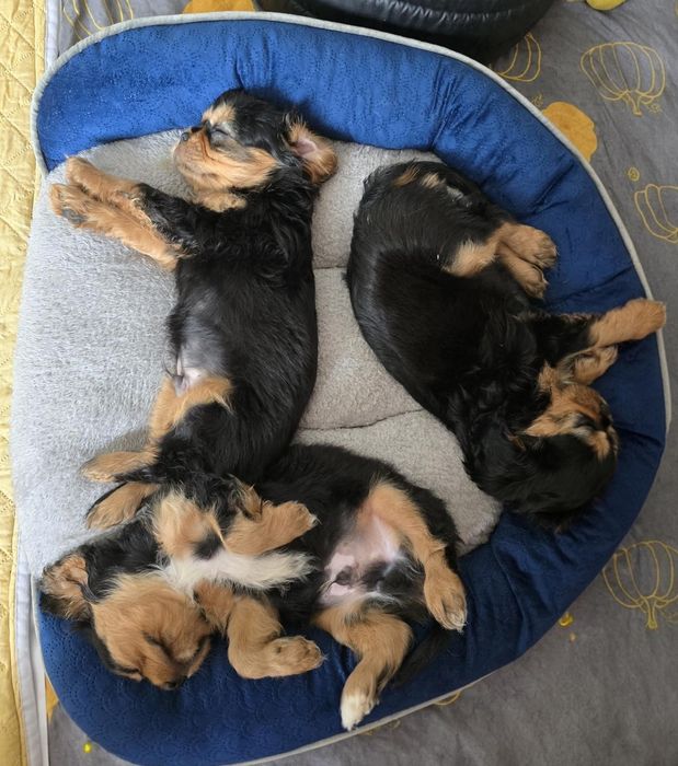Cavalier King Charles Spaniel piesek