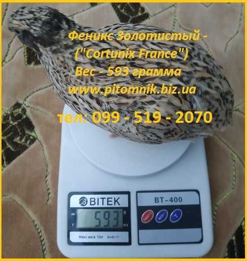 Яйца инкубационные перепела Феникс Золотистый - (линия Франции).