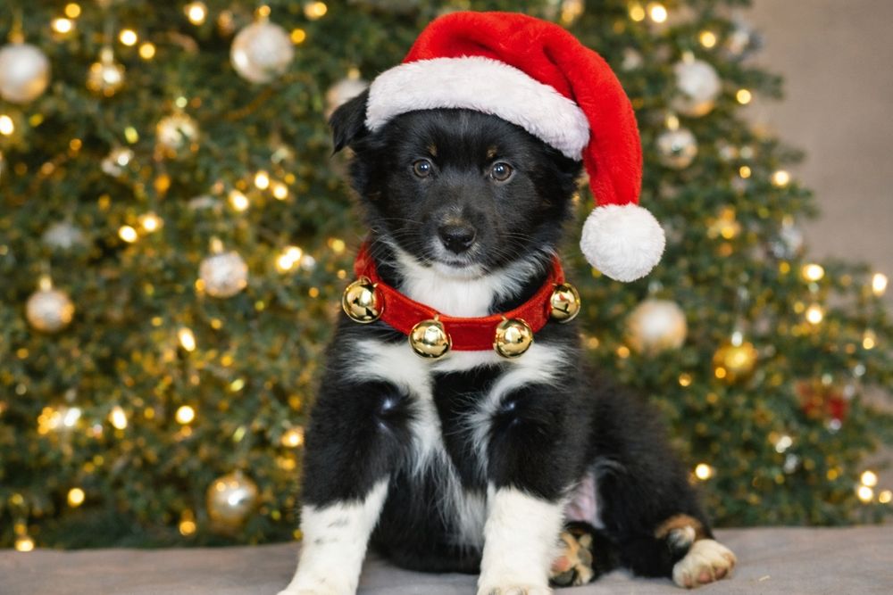 Miniaturowy Owczarek Amerykański