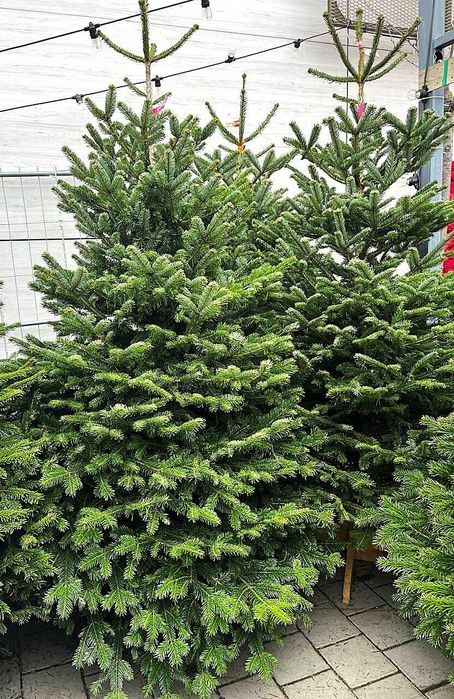 Жива різдвяна ялинка Нордмана  - Преміум ялиця Нордмана 2.25-2.50 м