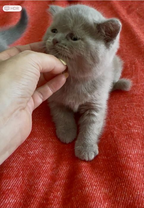 Gatinho Scottich Straight lilac