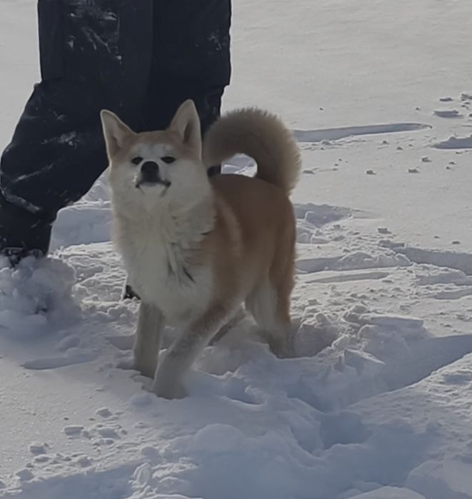 Акита ину. Девочки. Возраст разный.