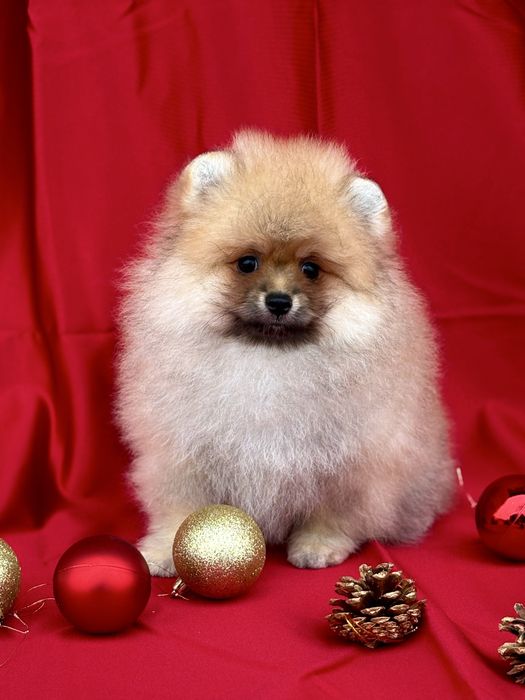 Maleńki Pomeranian – słodki miś o cudownym charakterze!