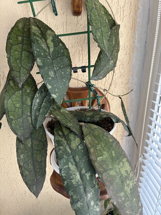 Hoya clemensiorum зріз