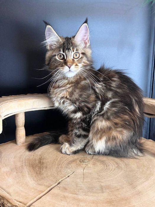 Мармурова дівчина  з правом розведення