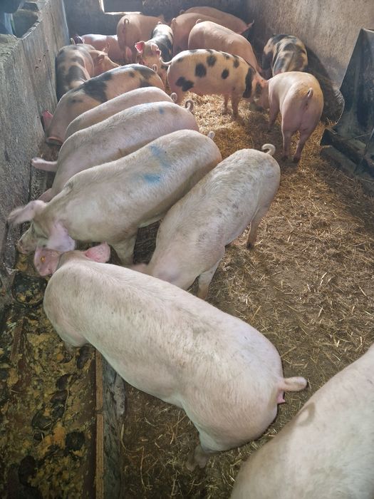 Półtusze wieprzowe z chowu tradycyjnego