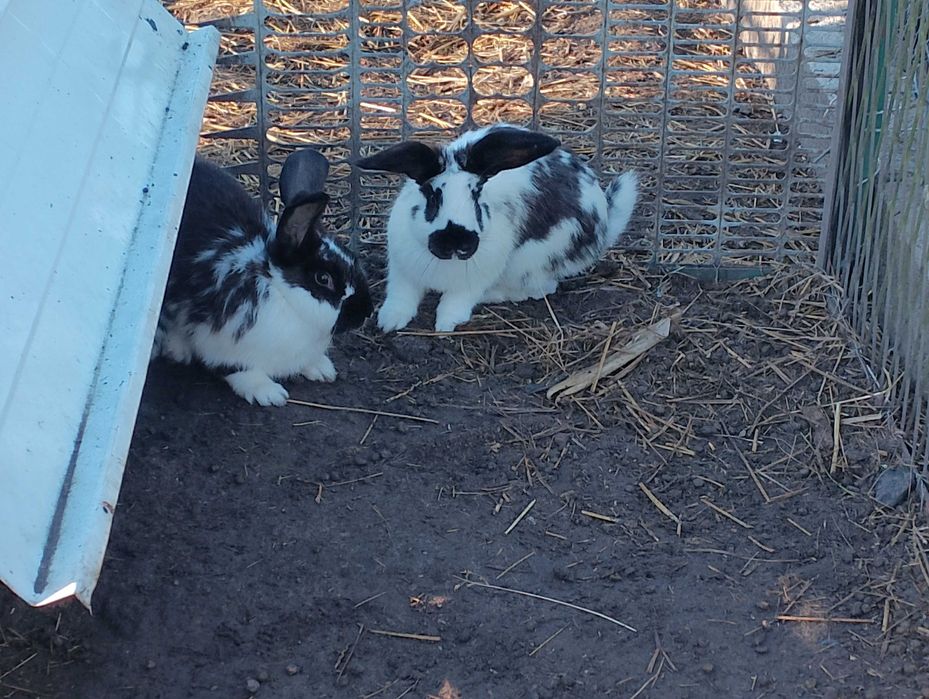 Królik mieszane samce samice