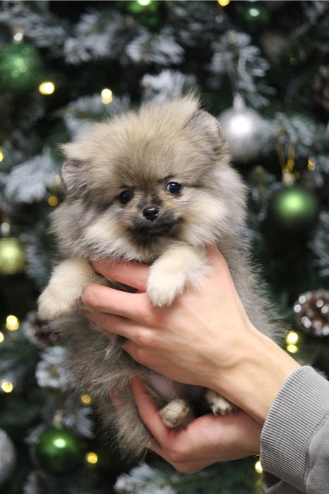 Девочка шпиц ,щенки шпица не дорого