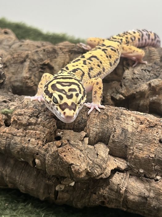Gekon lamparci z terrarium możliwy transport