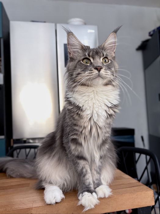 Kotka maine coon rodowod FPL