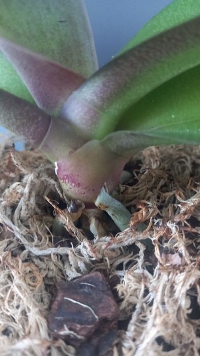 Орхідея біг ліп Miki Rhythm Dancer 115