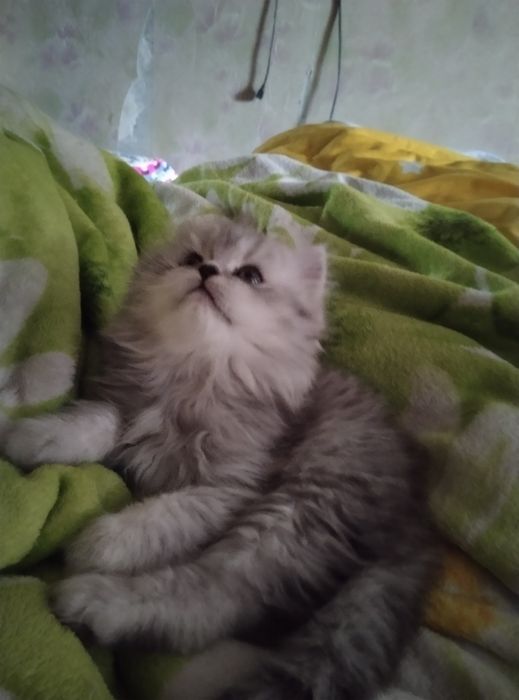 Красунчік шотландський