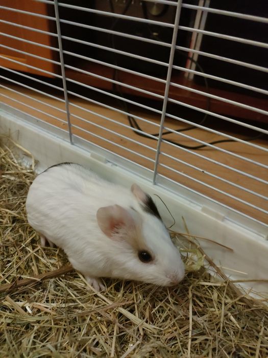 Porquinho da Índia e gaiola