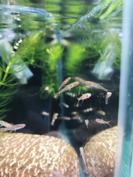 Razbora Boraras Brigitae