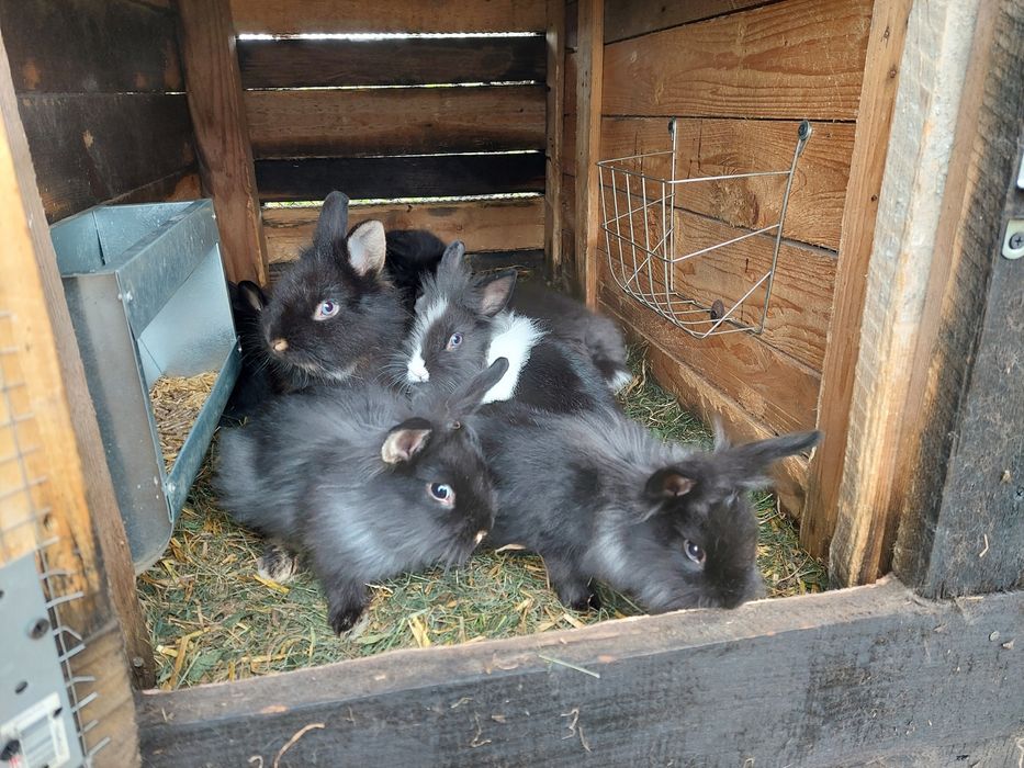 Sprzedam króliki miniaturki