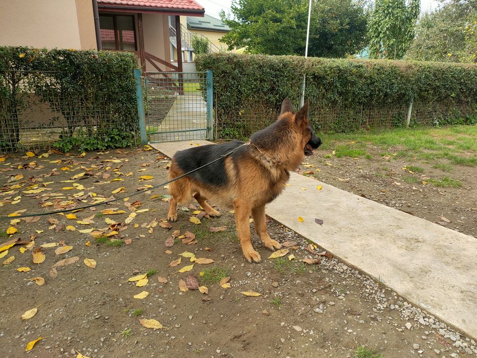 Кобель для в'язки