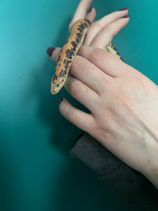 Wąż piaskowy samiec