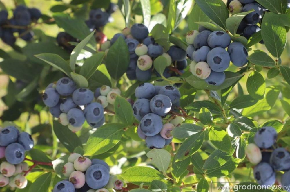 Лохина 3 роки, плодоносить