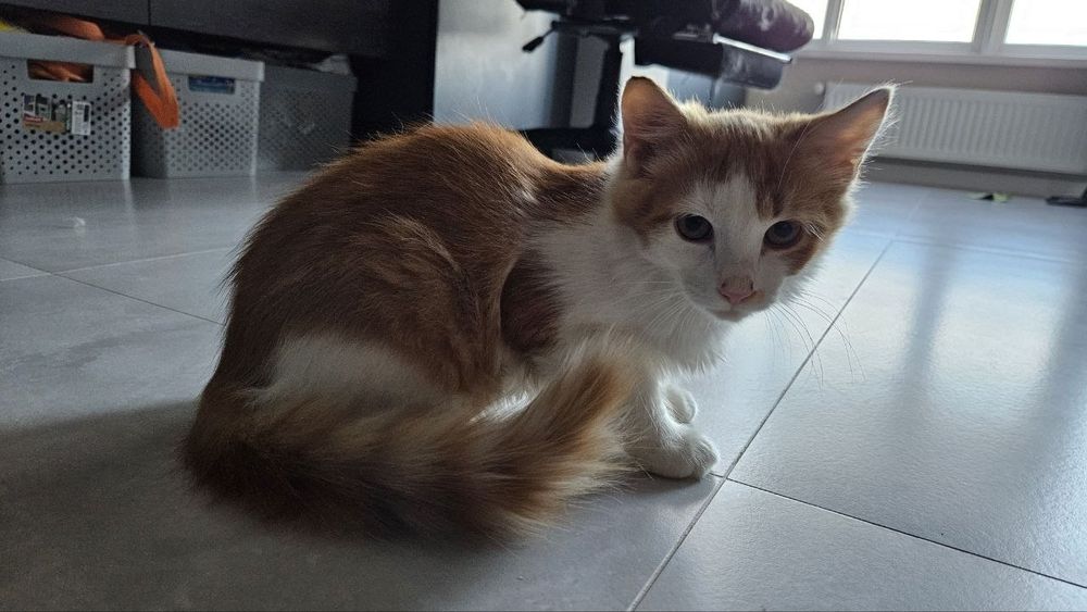 Котик шукає люблячу родину