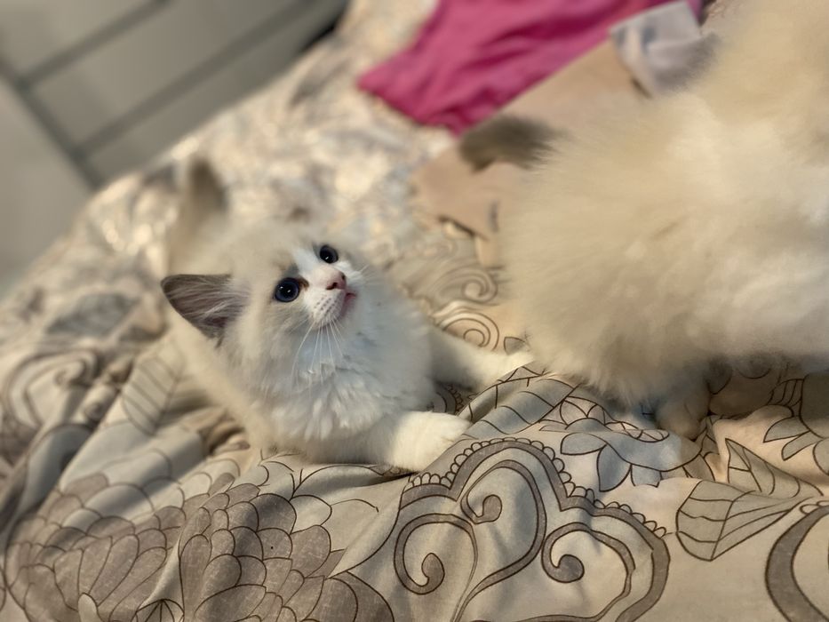 Ragdoll piekny do odbioru w sierpniu