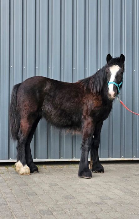 Wałach Tinker irish cob gypsy cob