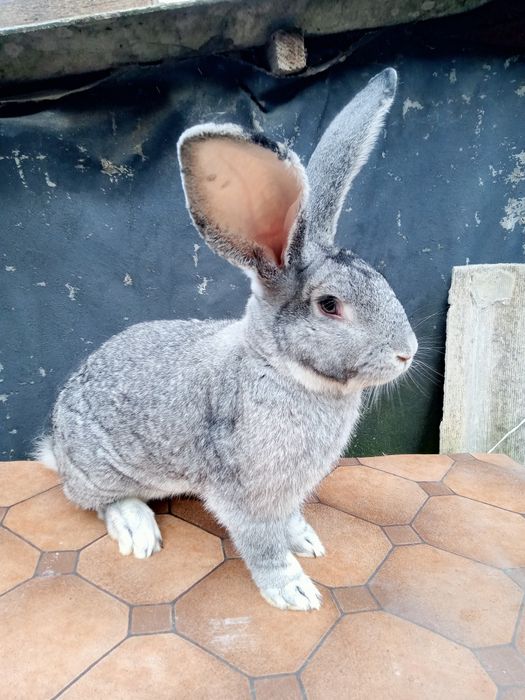 Самець Шиншила вік 9 міс