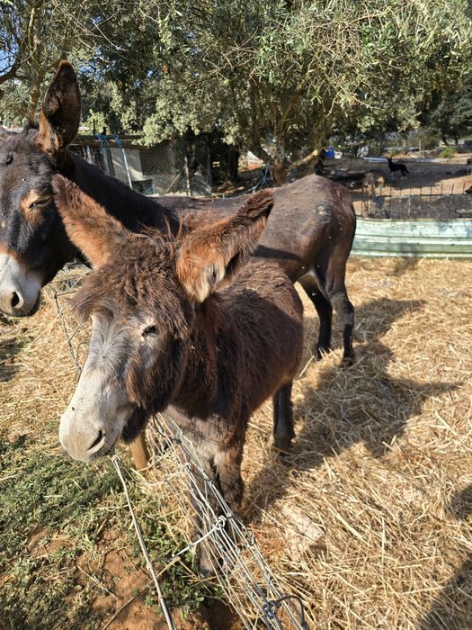 Burro cruzado de mirandês