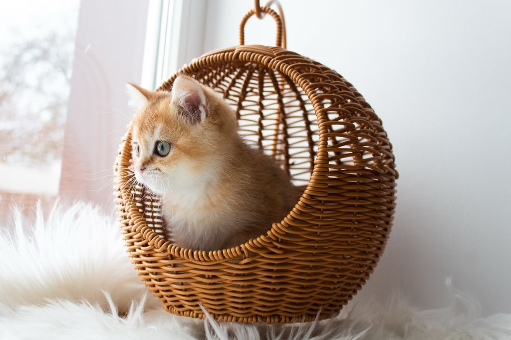 Шотландський котик