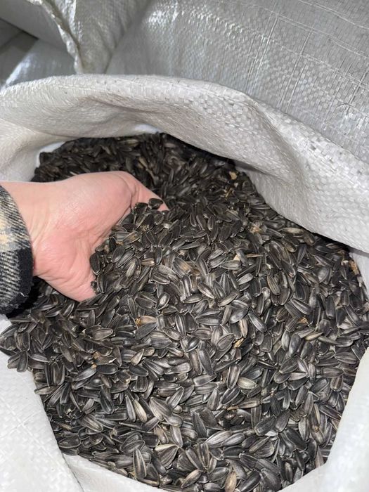 Насіння соняшника гібрид 3-8+мм