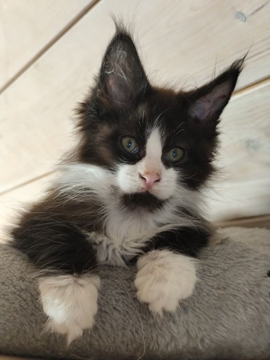 Kocurek JANTAR  cudowny chłopczyk Maine Coon