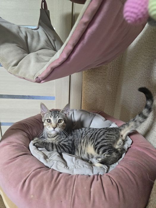 Кошеня хлопчик Алтайска кішка.
